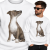 BLUZA  ZWIERZĘTA  WHIPPET